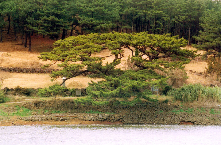 제주수산리의곰솔전경(남쪽)