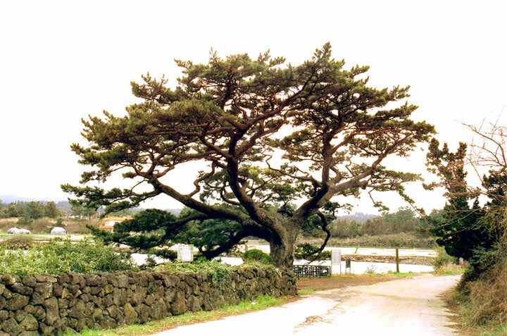 제주수산리의곰솔전경(서쪽)