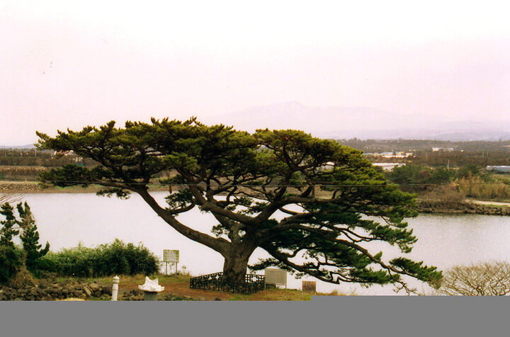 제주수산리의곰솔전경(북서쪽)