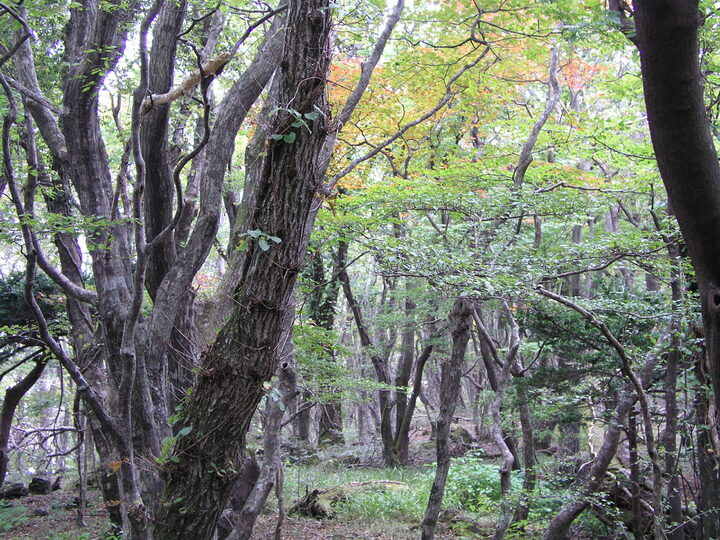 늪지 주변 식생