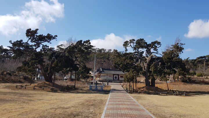 서산 송곡서원 향나무 전경