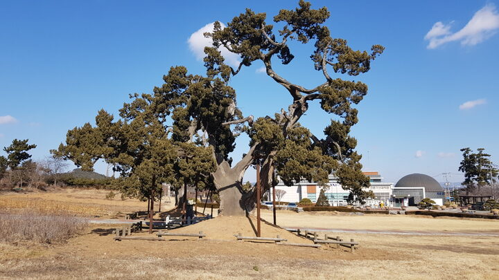 서산 송곡서원 향나무 전경