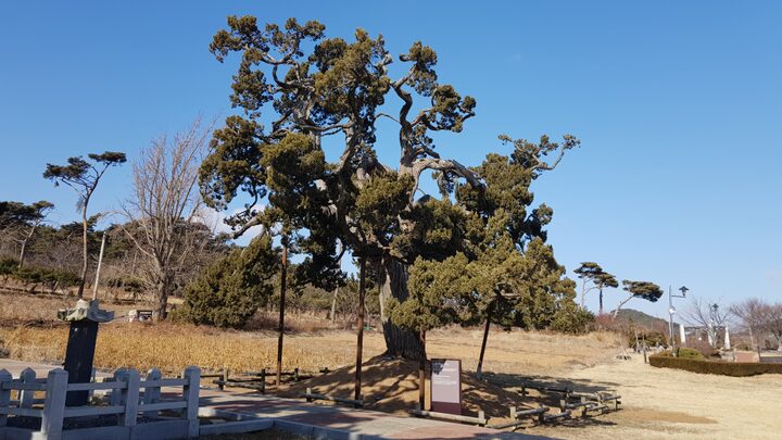 서산 송곡서원 향나무 전경