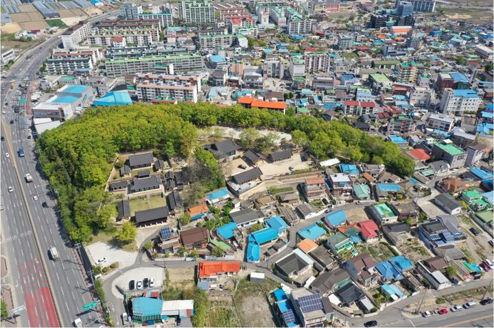 포항 흥해향교 이팝나무 군락