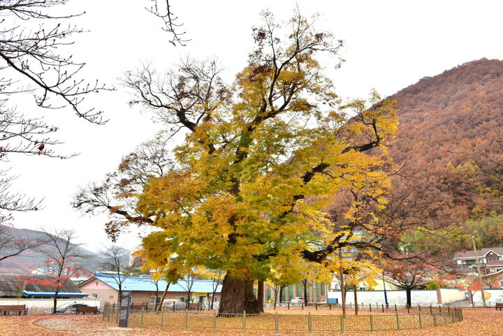 삼척 도계리 긴잎느티나무 (촬영년도 : 2015년)