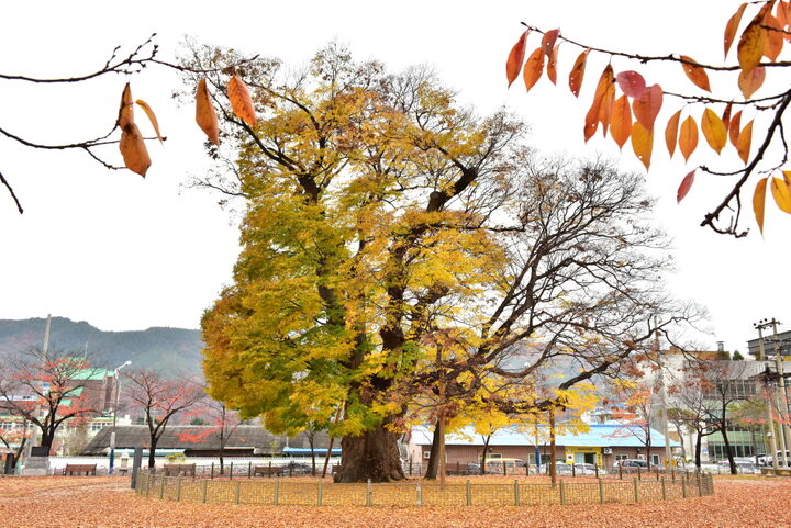 삼척 도계리 긴잎느티나무 (촬영년도 : 2015년)
