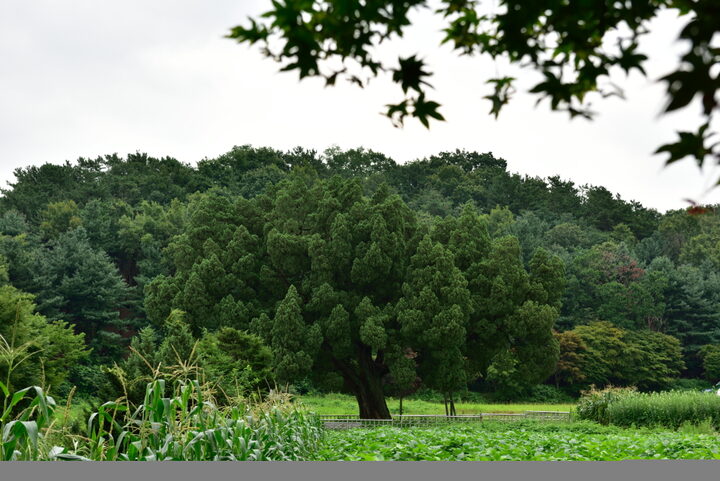 남양주 양지리 향나무_1 (촬영년도 : 2015년)