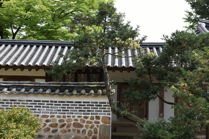 화성 융릉 개비자나무_상단줄기 (촬영년도 : 2015년)