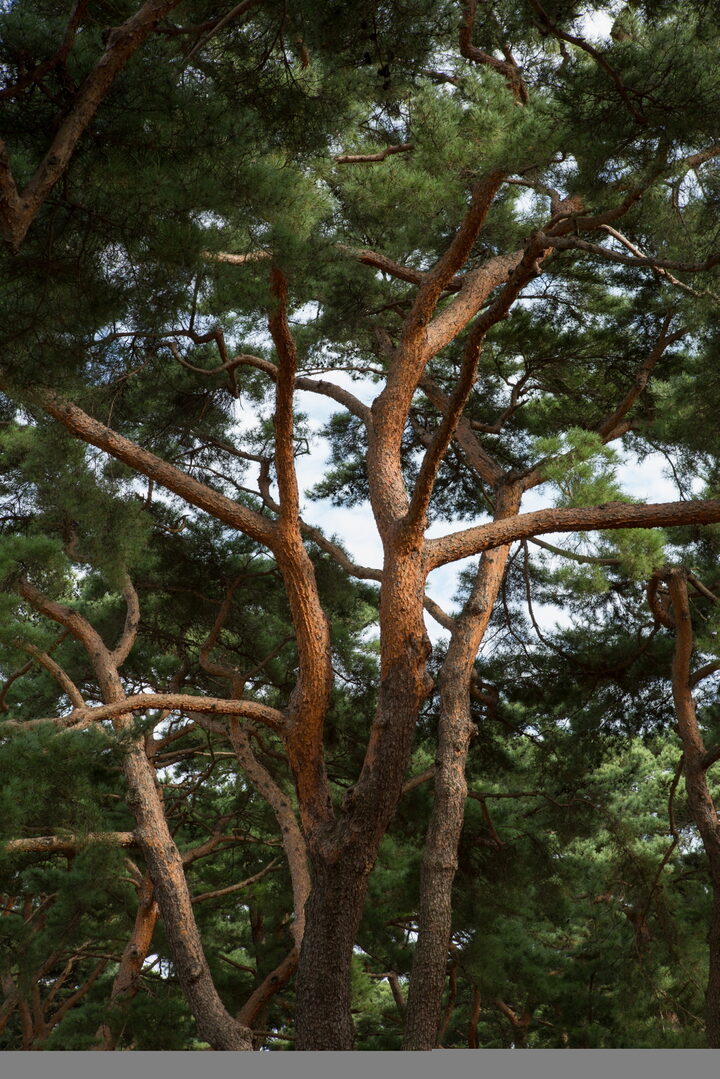 하동 송림_소나무가지2 (촬영년도 : 2015년)