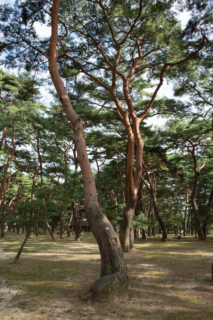 하동 송림_ 근경1(촬영년도 : 2015년)