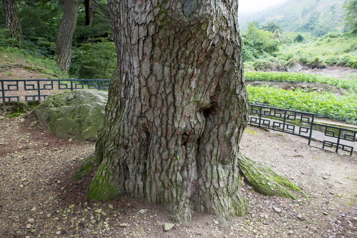 문경 화산리 반송_밑둥 (촬영년도 : 2015년)