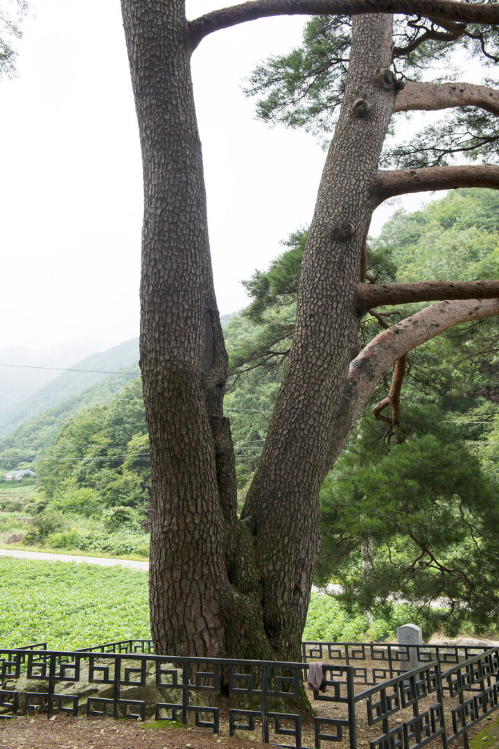 문경 화산리 반송_아랫부분 (촬영년도 : 2015년)