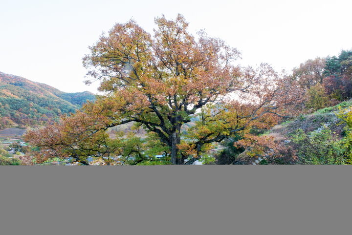 안동 대곡리 굴참나무_원경2 (촬영년도 : 2015년)