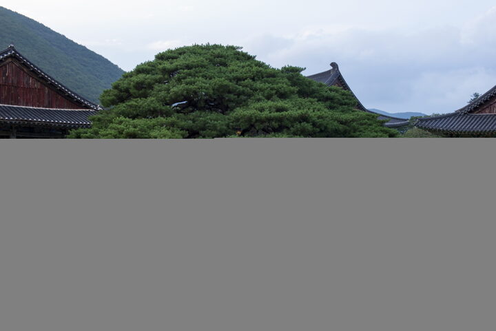 청도 운문사 처진소나무_1 (촬영년도 : 2015년)