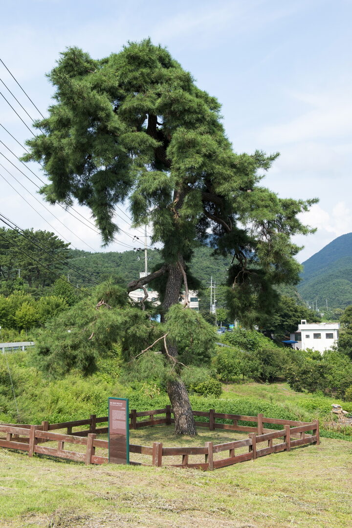 청도 동산리 처진소나무_2 (촬영년도 : 2015년)