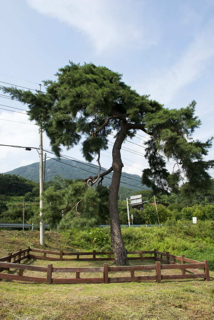 청도 동산리 처진소나무_3 (촬영년도 : 2015년)