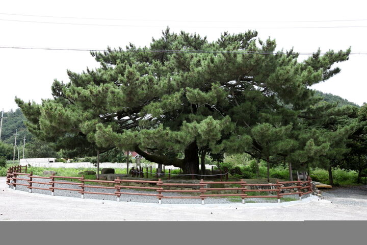 장흥 옥당리 효자송_전경 (촬영년도 : 2015년)