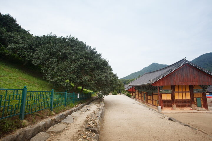 고창 선운사 동백나무 숲_대웅전과 동백나무 (촬영년도 : 2015년)