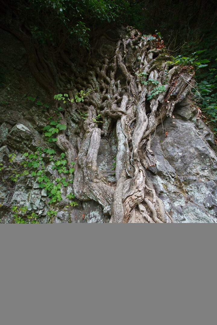고창 삼인리 송악_상부 줄기부분1 (촬영년도 : 2015년)