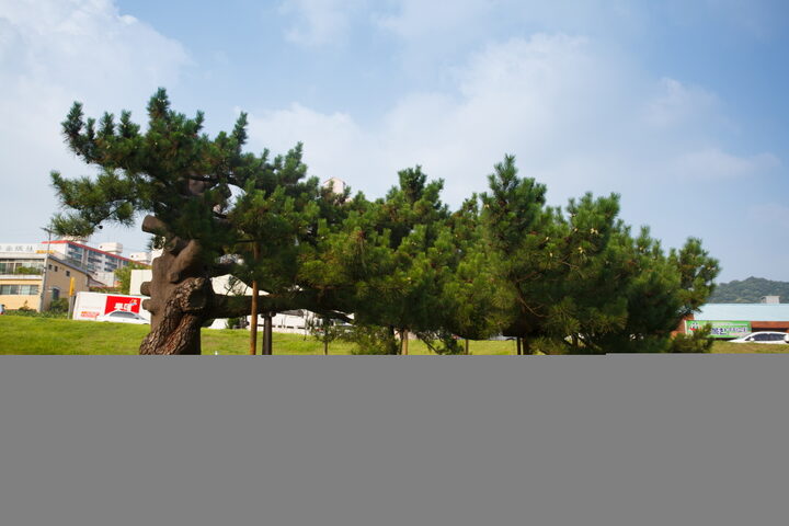 전주 삼천동 곰솔_나무가지 지지대 보수부분 (촬영년도 : 2015년)