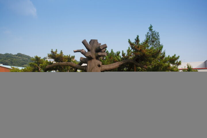 전주 삼천동 곰솔_몸통 보수부분1 (촬영년도 : 2015년)