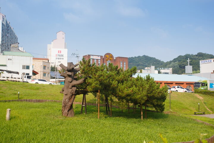 전주 삼천동 곰솔_몸통과 줄기부분 (촬영년도 : 2015년)