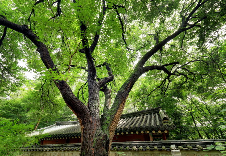 창덕궁 뽕나무_근경