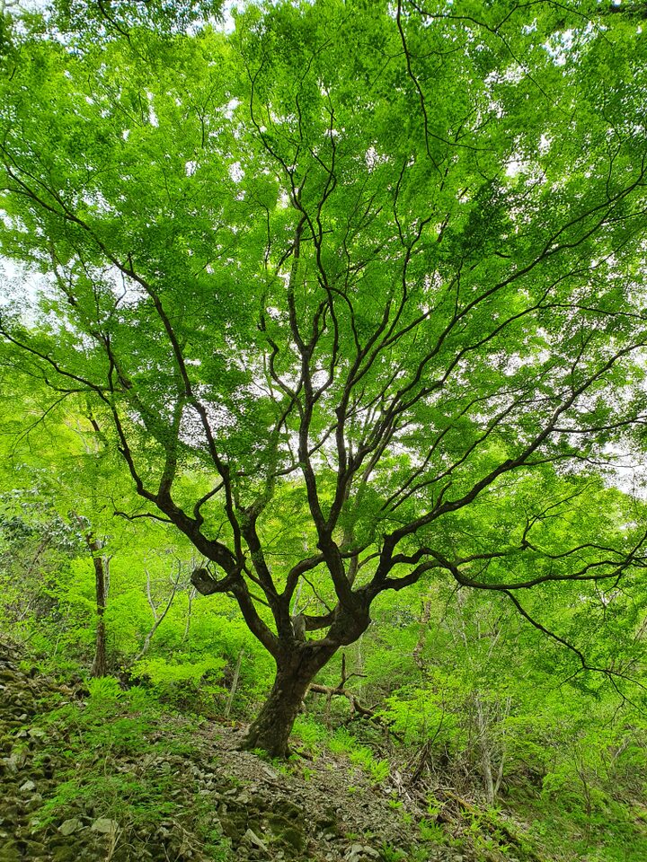 정읍 내장산 단풍나무