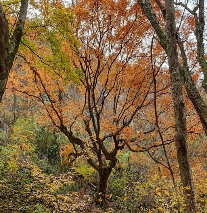 정읍 내장산 단풍나무
