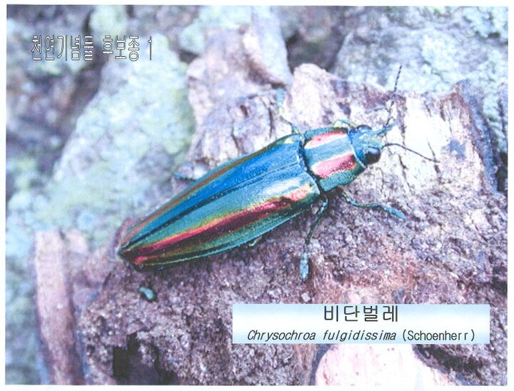 비단벌레