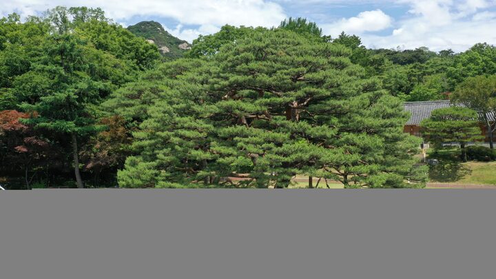 청와대 노거수 군-전경(문화재청 천연기념물과)