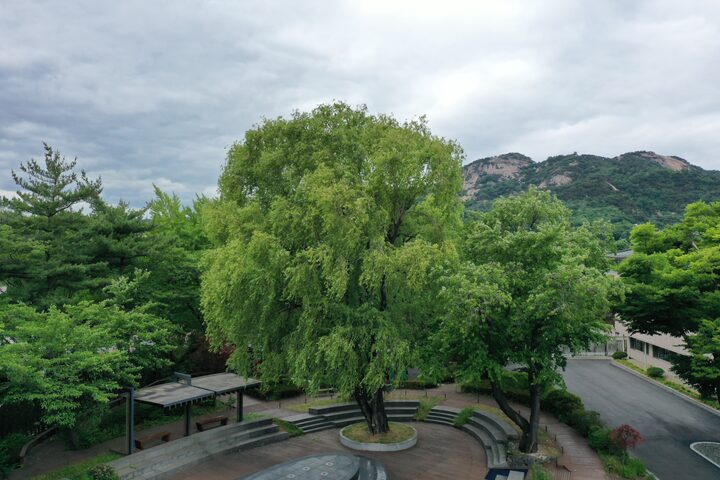 청와대 노거수 군-전경(문화재청 천연기념물과)