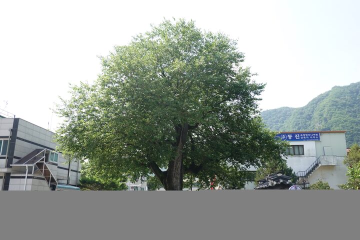 정선 봉양리 뽕나무(북쪽)