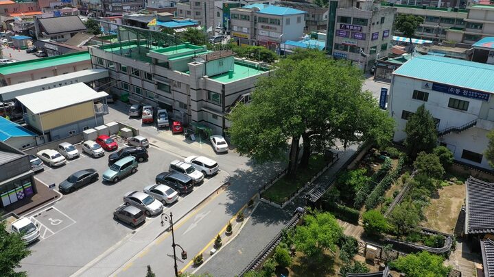 정선 봉양리 뽕나무 항공사진