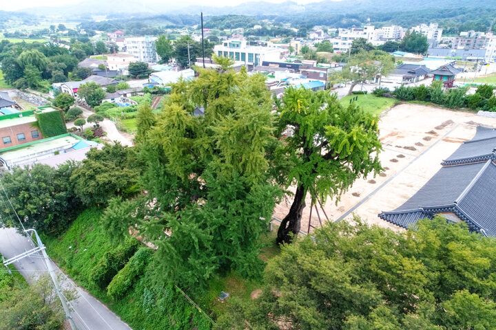 당진 면천 은행나무