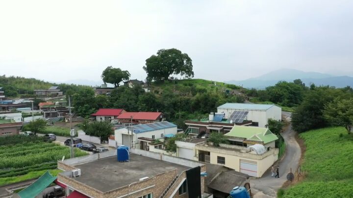마을에서 바라본 팽나무, 문화재청