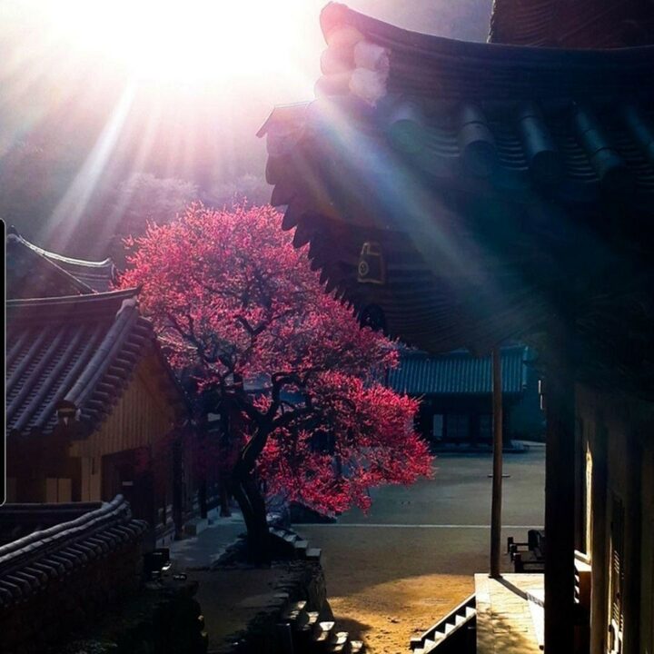 구례 화엄사 화엄매(홍매화)