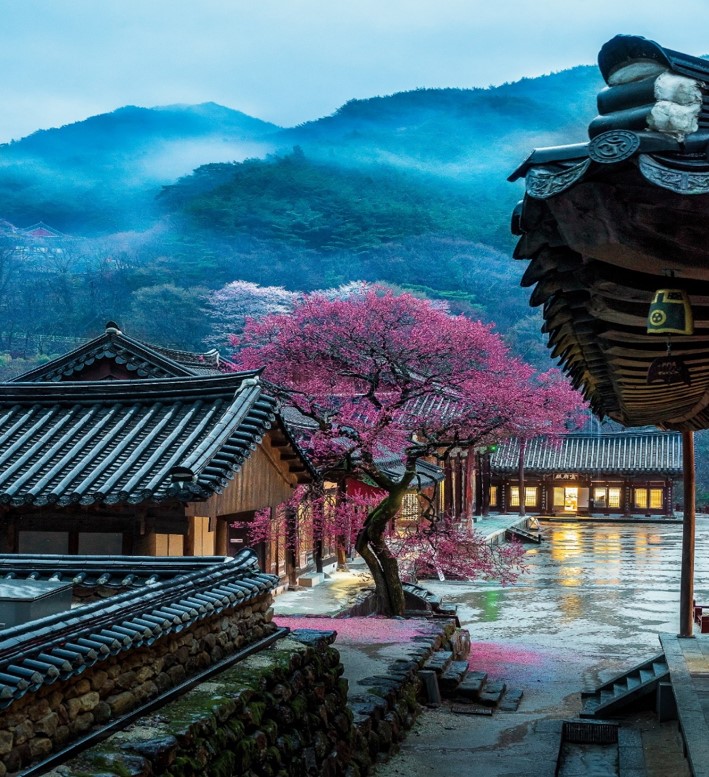 구례 화엄사 화엄매(홍매화)