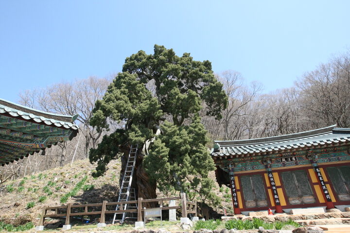 순천 송광사 천자암 쌍향수 전경(2021년)
