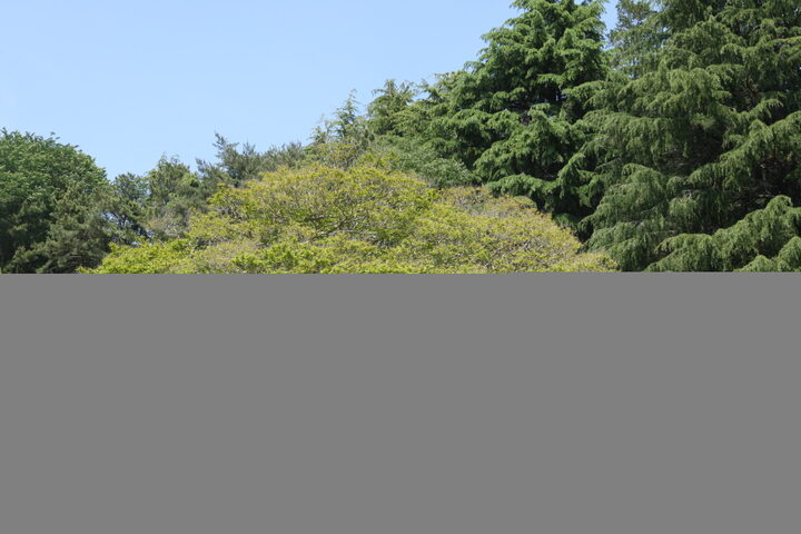 부산 양정동 배롱나무(2023년)
