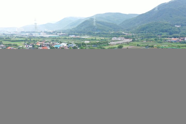 양산 신전리 이팝나무(2024년)