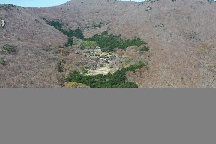 고흥 금탑사 비자나무 숲(2022년)