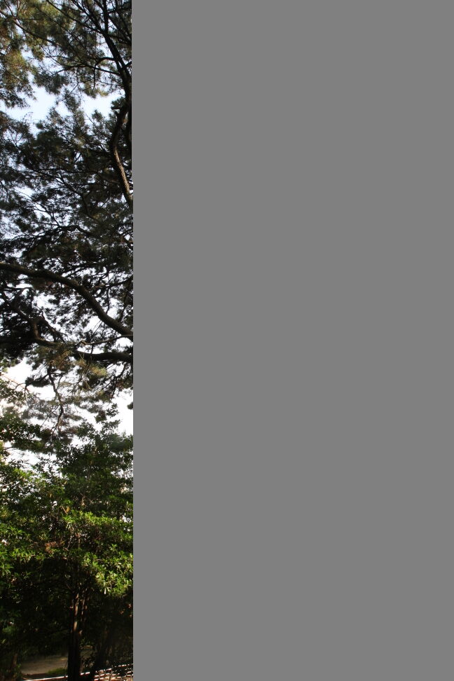 부산 좌수영성지 곰솔(2023년)