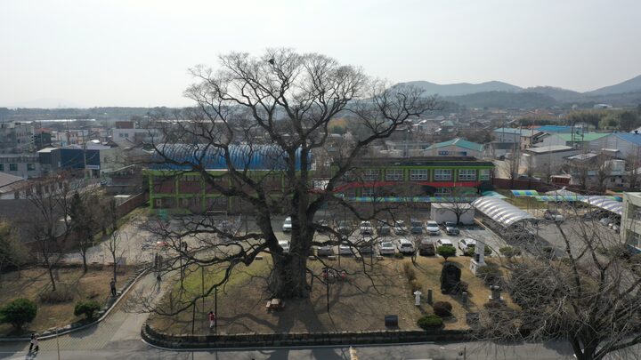 담양 대치리 느티나무(2023년)