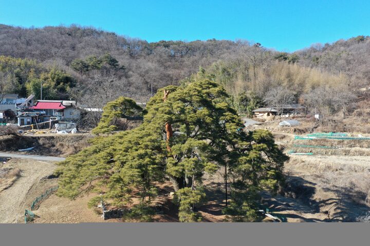 합천 화양리 소나무(2024년)