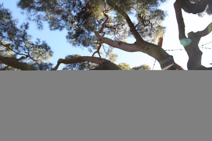 합천 화양리 소나무(2024년)