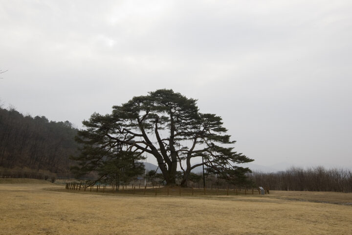 상주 상현리 반송(2024년)