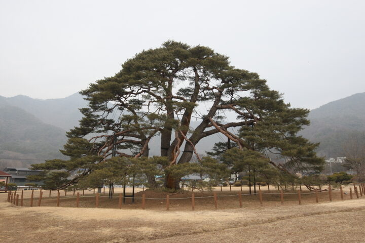 상주 상현리 반송(2024년)