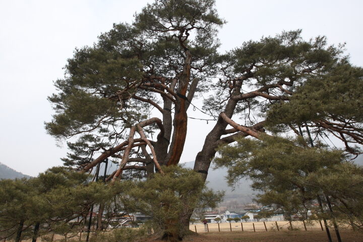 상주 상현리 반송(2024년)