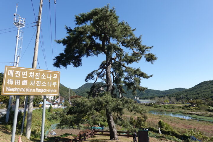 청도 동산리 처진소나무(2023)